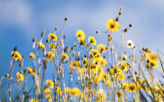 Yellow sky blossoms fireworks autumn - yellow flower free wallpaper