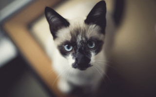 Blue eyed cat looking up 2 - a person holding free wallpaper