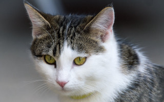 Cat green eyes serious face - a serious look free wallpaper