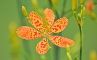 Flower vibrant green background macro - derek chittock free wallpaper