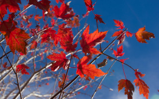 Red leaves blue sky autumn - regionalism free wallpaper