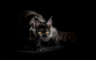 Black cat yellow eyes noir - noir free wallpaper