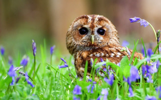 Small owl grass blue flowers 2 - a small owl free wallpaper