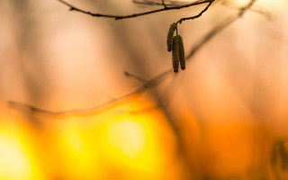 Branch seed autumn blur macro - free bird wallpaper
