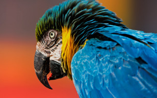 Parrot fauvism saturated gradient background - duccio free wallpaper