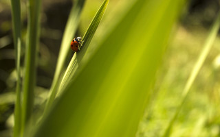 Ladybug green leafy plant sunlight - free nature wallpaper