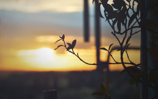Silhouetted branch leaves sunset windchimes - naturalism free wallpaper