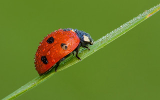 Ladybug green leaf dew macro 2 - a green leaf free wallpaper
