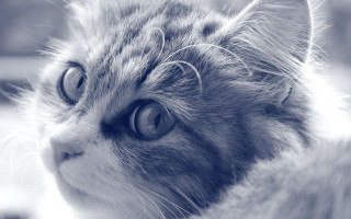 Sad cat looking at distant - a blurry background free wallpaper for desktop