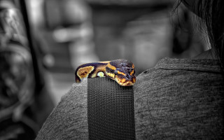 Snake cobra woman back blurry - background free wallpaper