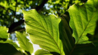 Leaf sunlight blurred background dutch - a close up of a leaf free wallpaper