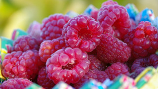 Raspberries basket photorealism macro bokeh - a close up of a bunch free wallpaper