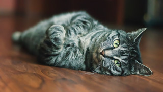 Cat laying upwideeyes blurry depthoffield - its eye wide open free wallpaper