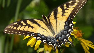 Butterfly flower yellow background green - yellow flower free wallpaper