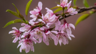 Pink flower branch bug butterfly - a blurry background free wallpaper for desktop