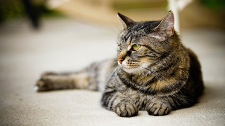 Cat laying distant look blurry 2 - something free wallpaper