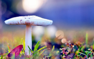 White mushroom green grass blue - a blue sky free wallpaper