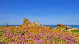 Flower field blue sky clouds - a field of flowers free wallpaper