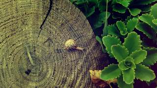 Snail tree stump planter leaves - depth of field free wallpaper