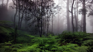 Forest mist fog trees cherry - lot free wallpaper