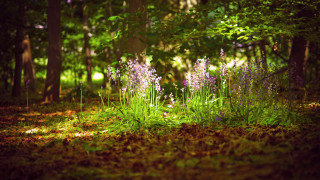 Purple flower forest garden nature - the middle of it free wallpaper