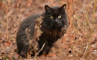 Black cat sitting grass serious - a black cat free wallpaper