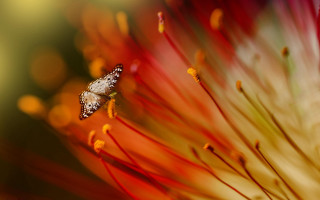Flower butterfly autumn blurry fire - arie smit free wallpaper for desktop