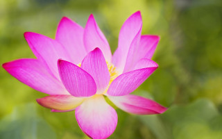 Pink flower green background blurry 6 - simple free wallpaper