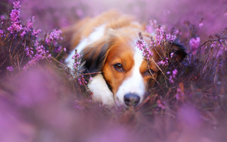 Dog purple flower field sad - impressionist free wallpaper
