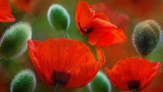 Red flowers green stems buds - the foreground free wallpaper