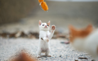 Kitten playing with toy fish - toyism free wallpaper