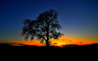 Silhouetted tree sunset clouds blue - a blue sky in the foreground free wallpaper