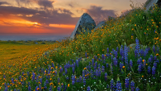 Wildflowers rocks sunset mountains clouds - arthur quartley free wallpaper