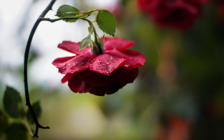 Flower water droplets gothic raytraced - shallow free wallpaper for desktop