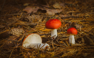 Three mushrooms woods candy apple - the other free wallpaper