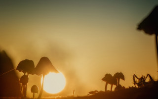 Mushrooms field sunset trees microscopic - godray free wallpaper