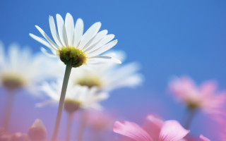 Flower sky macro blurry field - a sky background behind free wallpaper