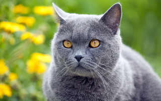 Gray cat yellow eyes flower - a gray cat free wallpaper