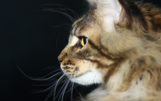 Longhaired cat macro photorealistic felix - the distance free wallpaper