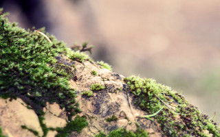 Mossy rock closeup green plants - side and a blurry background free wallpaper