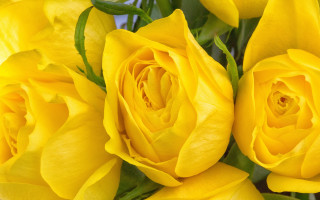 Yellow roses green stems blue - green stem and leaves free wallpaper