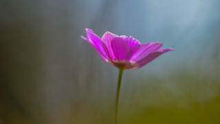 Pink flower macro shallow depth 4 - single free wallpaper