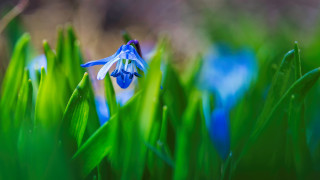 Blue flower green grass background - the middle free wallpaper