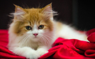 White cat tongue out red - cat free wallpaper