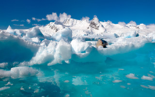 Bear iceberg mountain water sky - a bear free wallpaper
