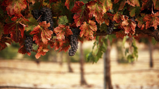 Grapes branch leaves autumn blurry - a bunch of grapes free wallpaper