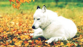 White dog autumn field leaves - yellow leaf free wallpaper