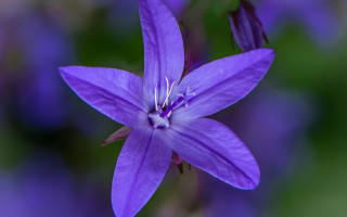 Purple flower macro fairy butterfly - a purple flower free wallpaper