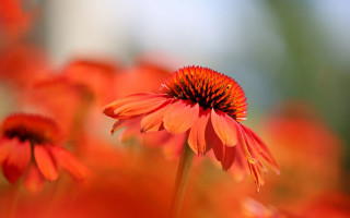 Red flower macro autumn blurry - a red flower free wallpaper
