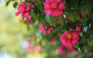Pink flower closeup bokeh leaves 2 - a pink flower free wallpaper for desktop